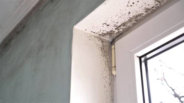 Best Mold Inspection  in Cleveland, OK
