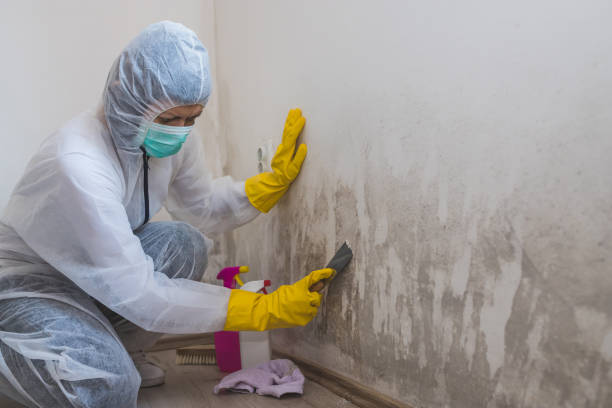 Trusted Cleveland, OK Mold Removal Experts