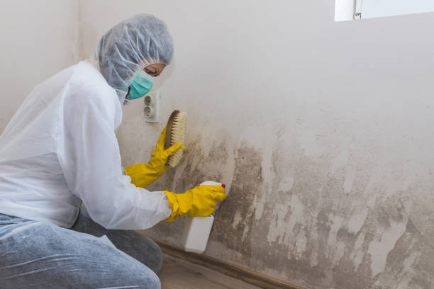 Best Fast Mold Removal  in Cleveland, OK