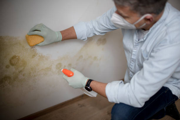 Best Mold Removal Company Near Me  in Cleveland, OK
