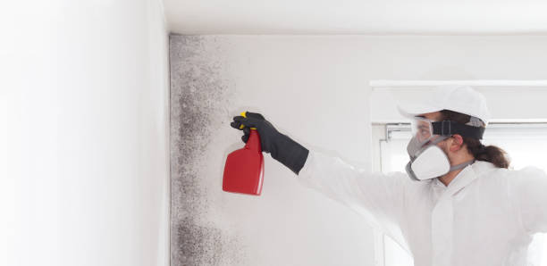Best Mold Removal Specialists  in Cleveland, OK