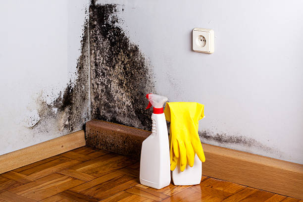 Mold Testing and Removal in Cleveland, OK