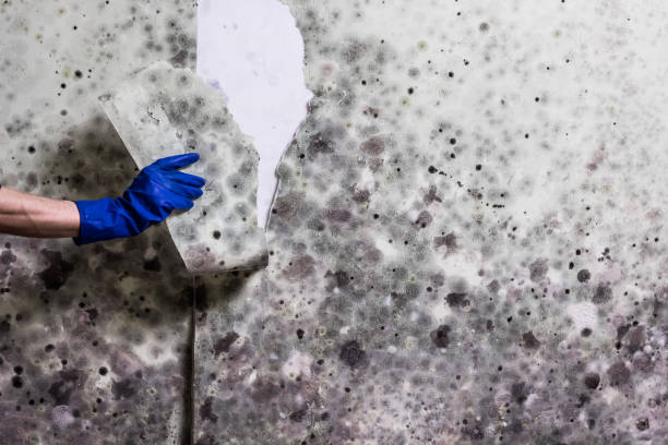 Best Commercial Mold Removal  in Cleveland, OK